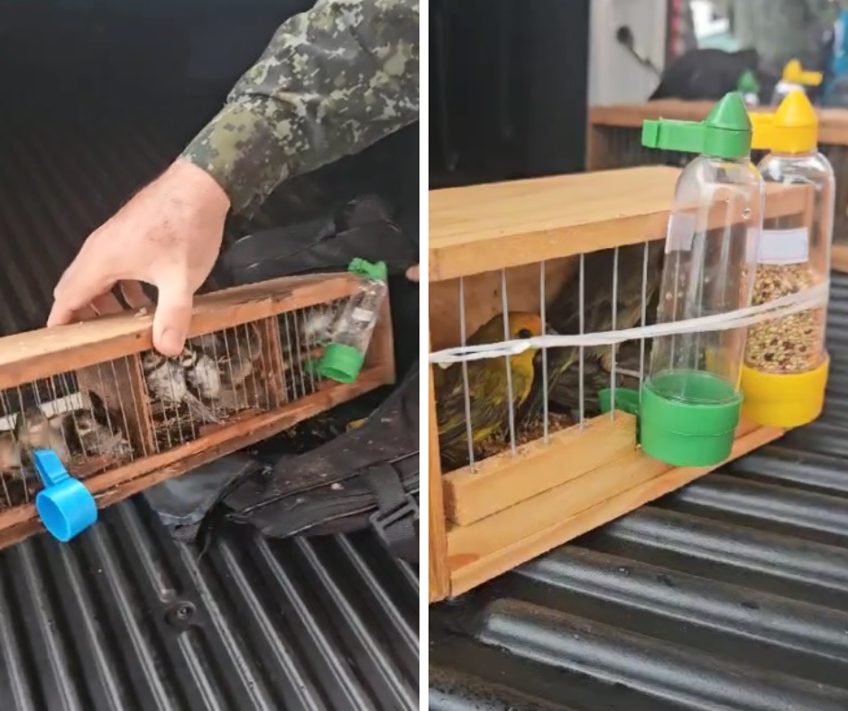 Absurdo: aves estavam dentro de malas  